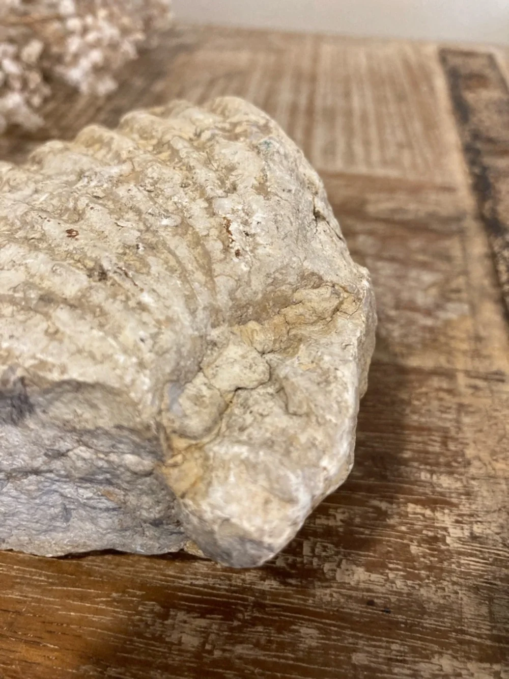 Fossilized Shell Chunk Stone Decor